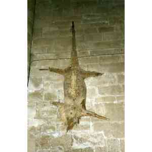 Click para ampliar. Pulsa en el nombre para ver la ficha. Lagarto de Berlanga de Duero-Soria