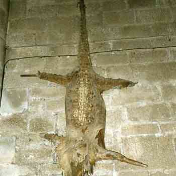 Click para ampliar. Pulsa en el nombre para ver la ficha. Lagarto de Berlanga de Duero-Soria