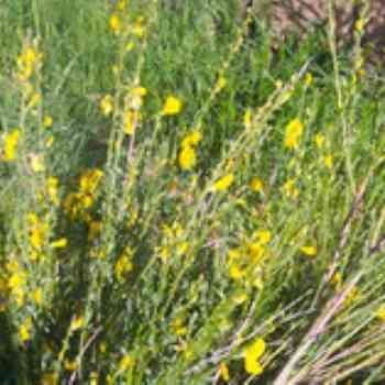 Click para ampliar. Pulsa en el nombre para ver la ficha. Piorno serrano (Cytisus oromediterraneus).