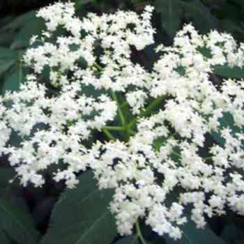 Click para ampliar. Pulsa en el nombre para ver la ficha. Saúco (Sambucus nigra).