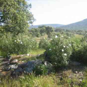 Click para ampliar. Pulsa en el nombre para ver la ficha. Santiago de Alcántara - Dolmen de Lagunita II