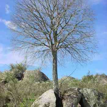 Click para ampliar. Pulsa en el nombre para ver la ficha. Erosión biológica