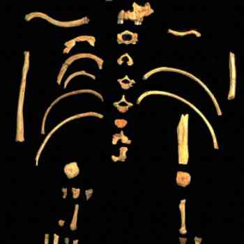 Click para ampliar. Pulsa en el nombre para ver la ficha. Atapuerca: esqueleto de