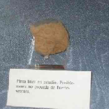 Click para ampliar. Pulsa en el nombre para ver la ficha. Cabeza precolombina, Fuerteventura