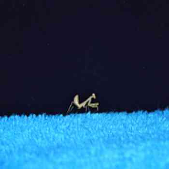 Click para ampliar. Pulsa en el nombre para ver la ficha. Mantis mínima.