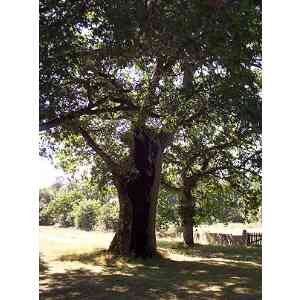 Click para ampliar. Pulsa en el nombre para ver la ficha. Ermita de San Vitorio