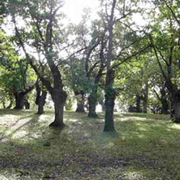 Click para ampliar. Pulsa en el nombre para ver la ficha. Carballera de Tragamón