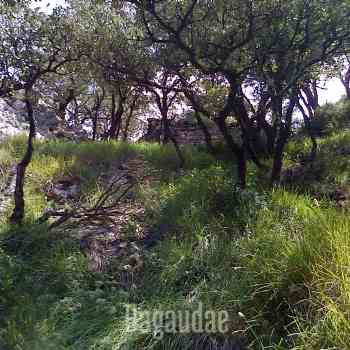 Click para ampliar. Pulsa en el nombre para ver la ficha. Castillo de Jentilbaratza.