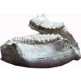 Click para ampliar. Pulsa en el nombre para ver la ficha. Yacimiento de Ambrona