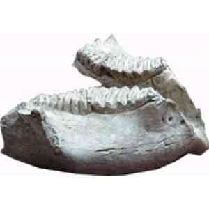 Click para ampliar. Pulsa en el nombre para ver la ficha. Yacimiento de Ambrona