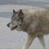 Click para ampliar. PASTOR ALEMAN?