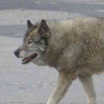 Click para ampliar. Pulsa en el nombre para ver la ficha. PASTOR ALEMAN?