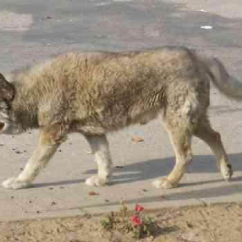Click para ampliar. Pulsa en el nombre para ver la ficha. BETHOBEN ¿Cruce Pastor-Lobo?