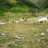 Click para ampliar. cromlechs Barranco Mallo Blanco este (HUESCA)
