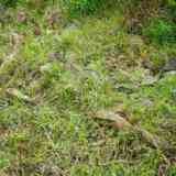 Click para ampliar. dolmen de Matxeta (en peligro de desaparición)