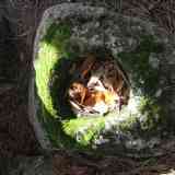 Click para ampliar. Posible cazoleta? Pedro Bernardo, Ávila, Valle del Tiétar.