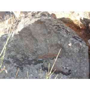 Click para ampliar. Pulsa en el nombre para ver la ficha. Cebreros. Huella planta oso