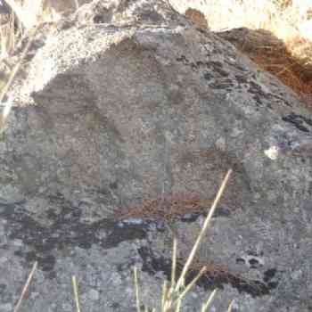 Click para ampliar. Pulsa en el nombre para ver la ficha. Cebreros. Huella planta oso