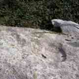 Click para ampliar. Gran cazoleta del posible altar-Maside