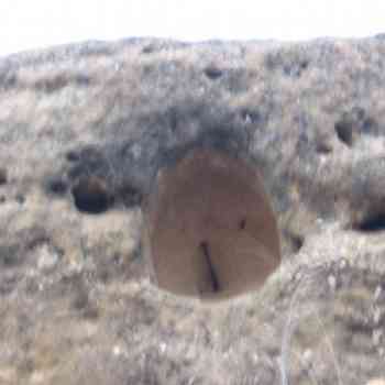 Click para ampliar. Pulsa en el nombre para ver la ficha. Hornacina