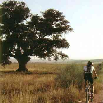 Click para ampliar. Pulsa en el nombre para ver la ficha. Vista montes de Ayora