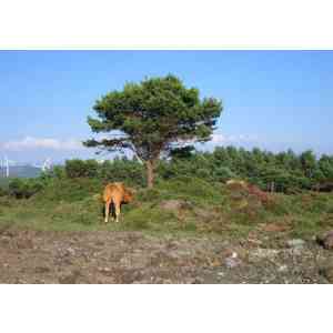 Click para ampliar. Pulsa en el nombre para ver la ficha. Serra Faladora, túmulo 40