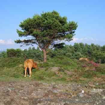 Click para ampliar. Pulsa en el nombre para ver la ficha. Serra Faladora, túmulo 40