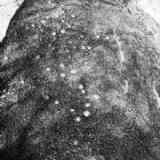 Click para ampliar. Covinhas na Anta do Zambujeiro