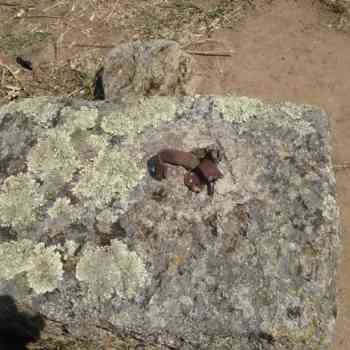 Click para ampliar. Pulsa en el nombre para ver la ficha. Grapas de hierro (Cáparra)