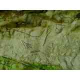 Click para ampliar. Pulsa en el nombre para ver la ficha. Cueva de Chhufín. Grabados marcados. 5