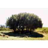 Click para ampliar. Pulsa en el nombre para ver la ficha. El Encinal. Dolmen. Encina