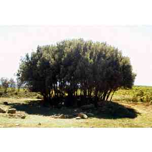 Click para ampliar. Pulsa en el nombre para ver la ficha. El Encinal. Dolmen. Encina