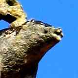 Click para ampliar. Verraco tejado San Francisco (Betanzos)