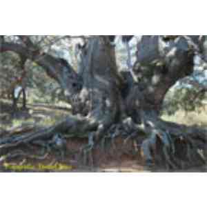 Click para ampliar. Pulsa en el nombre para ver la ficha. Castaño Santo