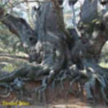 Click para ampliar. Pulsa en el nombre para ver la ficha. Castaño Santo