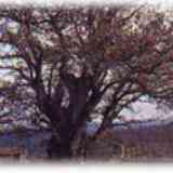 Click para ampliar. Roble Valentín,en Tineo(Asturias)