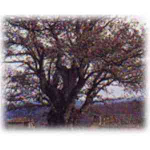 Click para ampliar. Pulsa en el nombre para ver la ficha. Roble Valentín,en Tineo(Asturias)