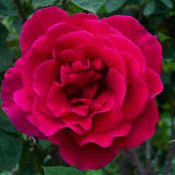 Click para ampliar. Pulsa en el nombre para ver la ficha. Rosa,-ae