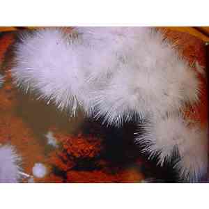 Click para ampliar. Pulsa en el nombre para ver la ficha. Rosas de Aragonito 2