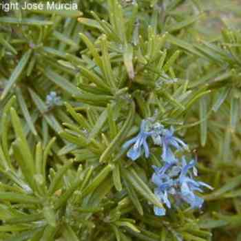 Click para ampliar. Pulsa en el nombre para ver la ficha. romero en flor