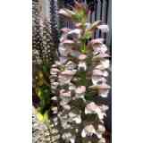 Click para ampliar. Pulsa en el nombre para ver la ficha. Acanto (Acanthus mollis)