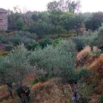 Click para ampliar. Pulsa en el nombre para ver la ficha. Paisaje <I>sanjuaniego</I> jurdano.