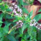 Click para ampliar. Plantas sanjuaniegas: Menta.