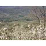 Click para ampliar. Pulsa en el nombre para ver la ficha. Cerezos del Valle del Jerte