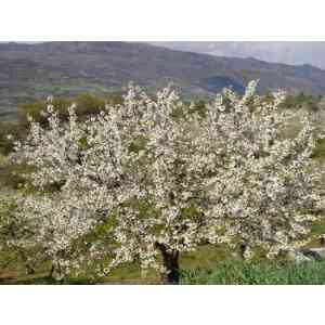 Click para ampliar. Pulsa en el nombre para ver la ficha. Cerezo del Valle del Jerte