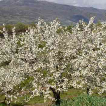 Click para ampliar. Pulsa en el nombre para ver la ficha. Cerezo del Valle del Jerte