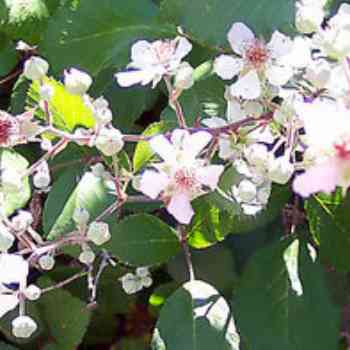 Click para ampliar. Pulsa en el nombre para ver la ficha. Zarzamora (Rubus fruticosus agg.)