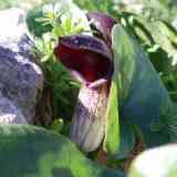 Click para ampliar. Frailillo.