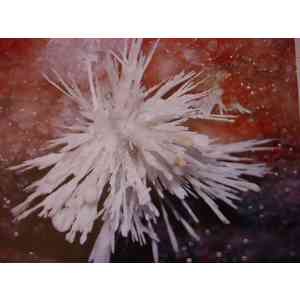 Click para ampliar. Pulsa en el nombre para ver la ficha. Rosas de Aragonito 1