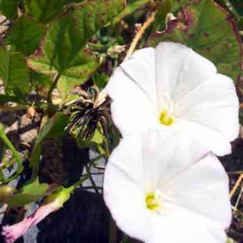 Click para ampliar. Pulsa en el nombre para ver la ficha. Plantas sanjuaniegas: Correhuela.